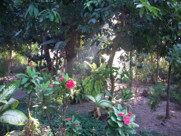 Cousin Paul's Garden